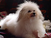 Willow our second havanese : Willow is the brother Bailey never had